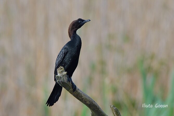 Guided Birdwatching day trip to the Danube Delta - private program - The birds you might see along the channels