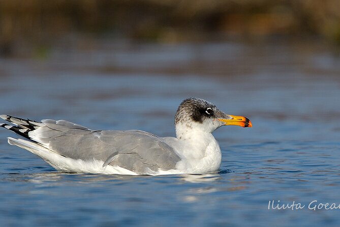 Guided Birdwatching day trip to the Danube Delta - private program - A practical look at the 6 to 10-hour route