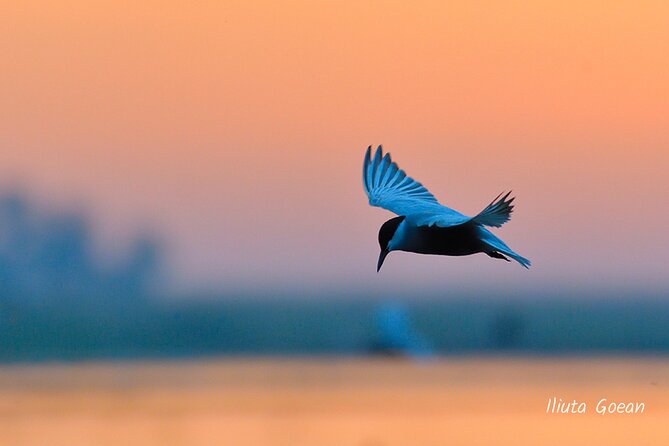 Guided Birdwatching day trip to the Danube Delta - private program - Why the private format can be good value