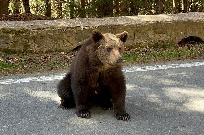 Hike to Poenari Fortress, Vidraru Dam, Argeș Monastery - Private - The Transfăgărășan road and possible mountain extras