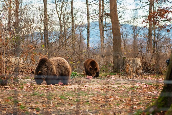Legends&Wildlife Awaits: Dracula's Castle & Bear Sanctuary - The Carpathian drive to Bran Castle