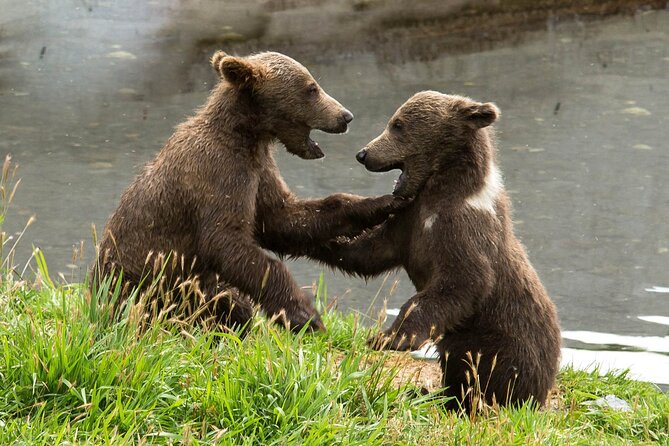 Libearty Bear Sanctuary and Dracula's Castle - Day Tour from Bucharest - Why this Bucharest day trip works