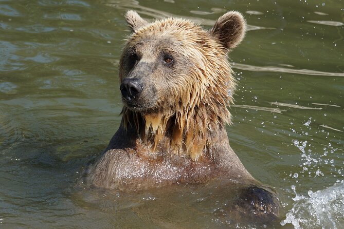 Libearty Bear Sanctuary and Dracula's Castle - Day Tour from Bucharest - Inside Libearty Bear Sanctuary Zarnesti