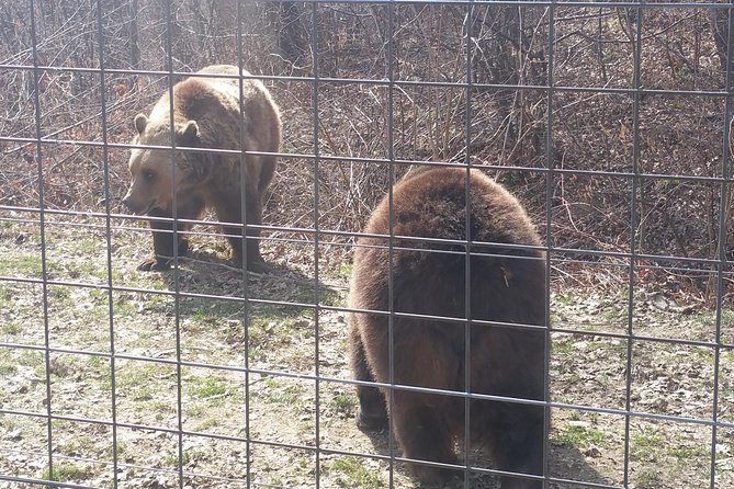 LiBearty Bear Sanctuary Zarnesti Small-Group Trip from Brasov - Why this sanctuary matters