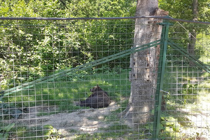 LiBearty Bear Sanctuary Zarnesti Small-Group Trip from Brasov - The emotional side of the visit