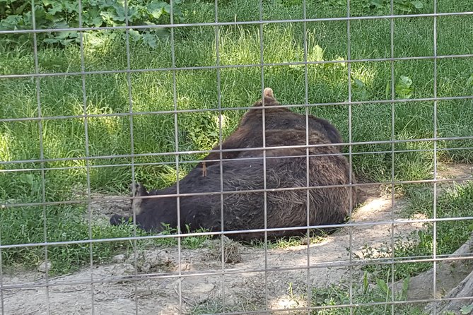 LiBearty Bear Sanctuary Zarnesti Small-Group Trip from Brasov - How the driver adds value