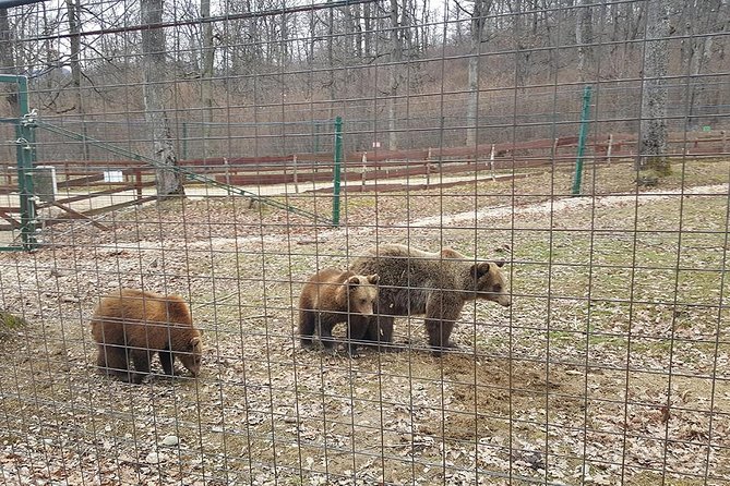LiBearty Bear Sanctuary Zarnesti Small-Group Trip from Brasov - Who will enjoy this trip most?