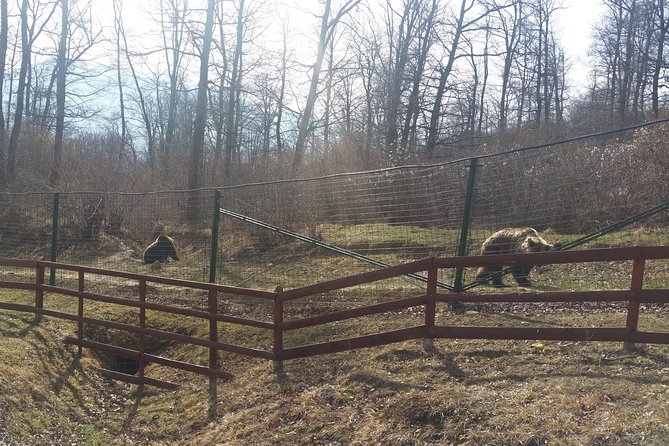 LiBearty Bear Sanctuary Zarnesti Small-Group Trip from Brasov - The early start from Brasov