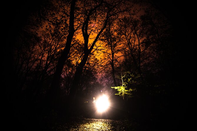 Night Tour in Hoia Baciu Forest - The 3.5-kilometer walk through Hoia Baciu