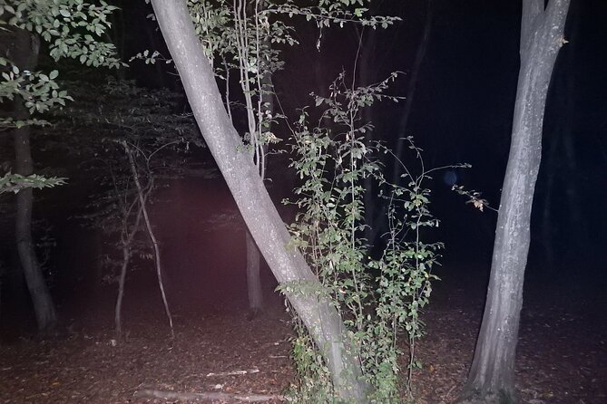 Night Tour in Hoia Baciu Forest - Folklore, UFOs, and sensible explanations