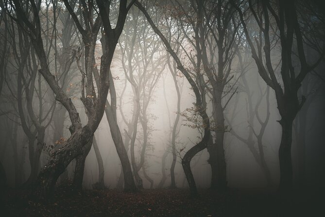 Night Tour in Hoia Baciu Forest - When to schedule the forest walk