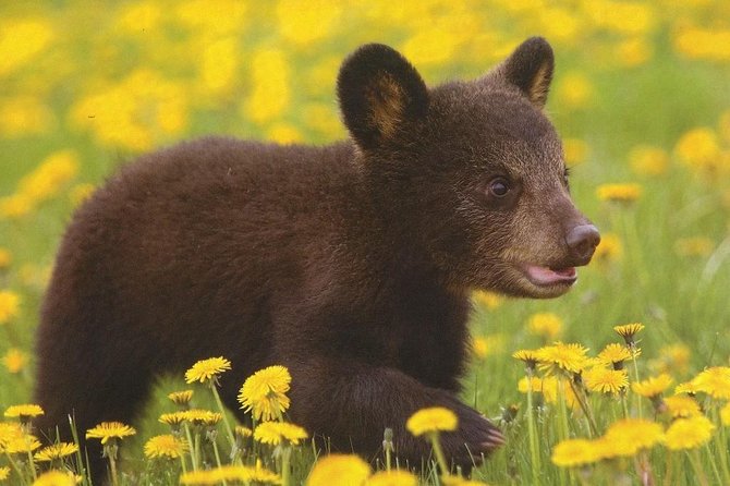 One day trip Bear Sanctuary Dracula Castel and Rasnov Fortress from Brasov - Libearty Bear Sanctuary: the strongest stop