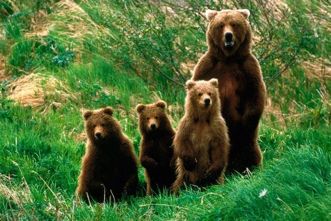 One day trip Bear Sanctuary Dracula Castel and Rasnov Fortress from Brasov - Price and the real cost of the day