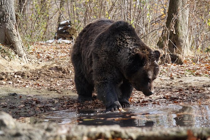 One day trip Bear Sanctuary Dracula Castel and Rasnov Fortress from Brasov - Bran Castle: famous, dramatic, and not quite Dracula