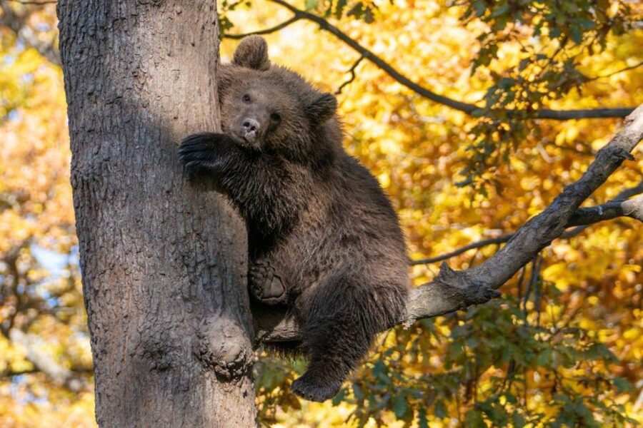 One day trip Bear Sanctuary, Dracula Castle - Key points before you book