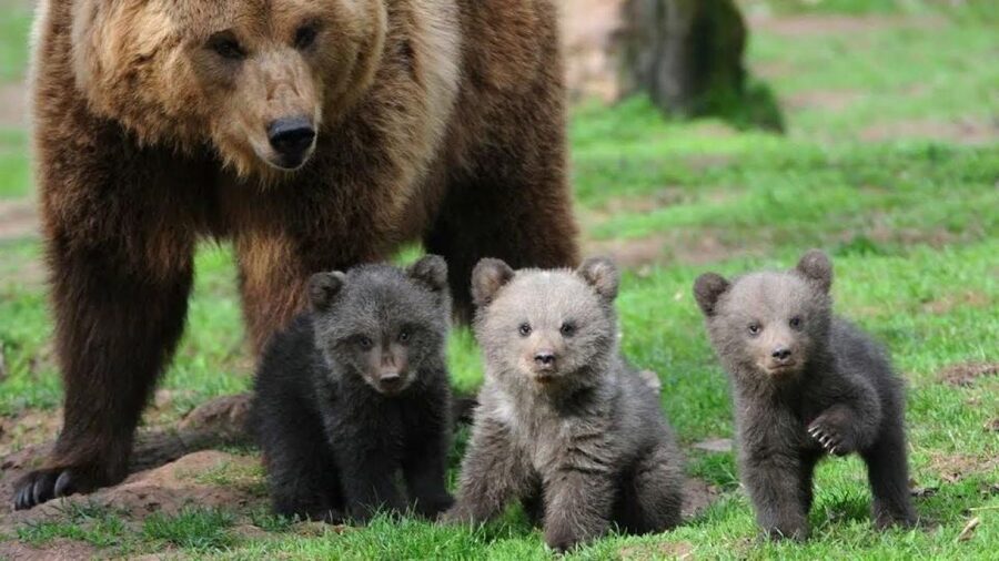 One day trip Bear Sanctuary, Dracula Castle - Why the bear sanctuary is the heart of the day
