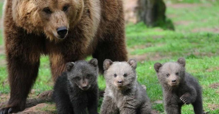One day trip Bear Sanctuary, Dracula Castle - Bran Castle and the Dracula connection