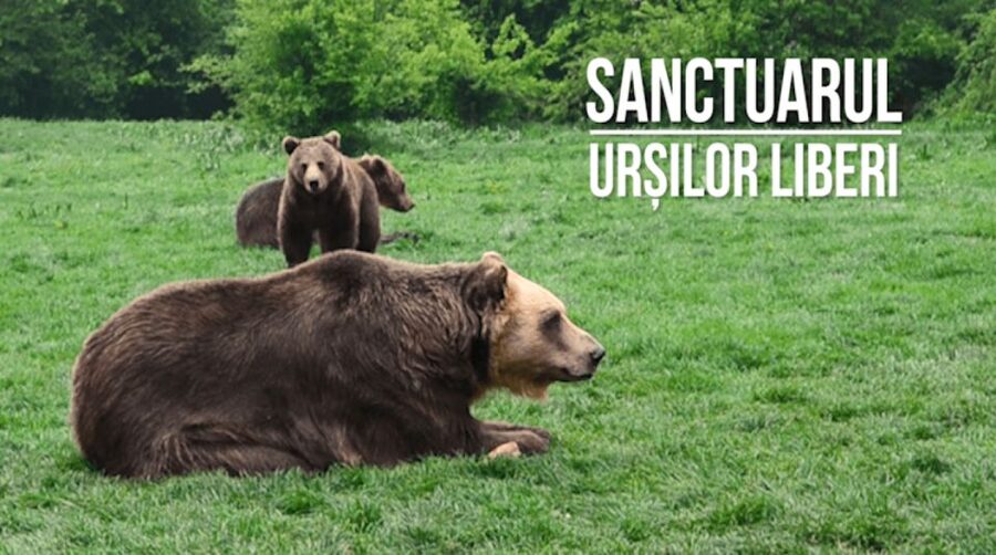 One day trip Bear Sanctuary, Dracula Castle - Views that connect the two stops