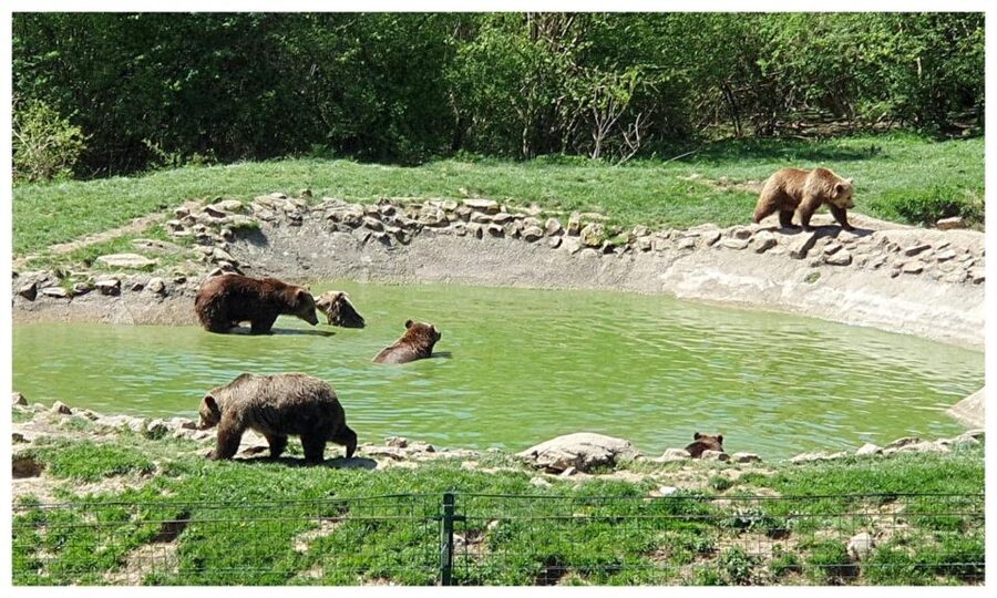 One day trip Bear Sanctuary, Dracula Castle - What the guide adds to the experience