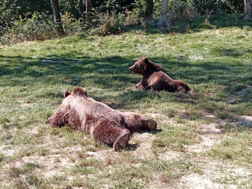 One day trip Bear Sanctuary, Dracula Castle - Is $47 a good value?