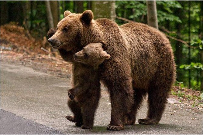One day trip Bear Sanctuary, Dracula Castle, Rasnov Fortress from Brasov - Starting early at Libearty Bear Sanctuary
