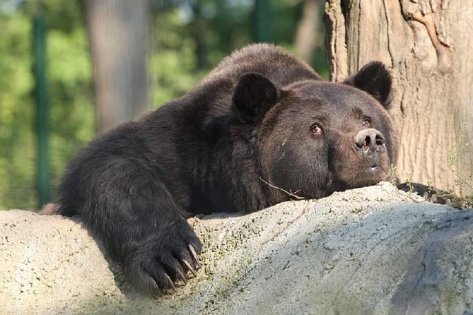 One day trip Bear Sanctuary, Dracula Castle, Rasnov Fortress from Brasov - Timing, crowds, and the eight-hour promise