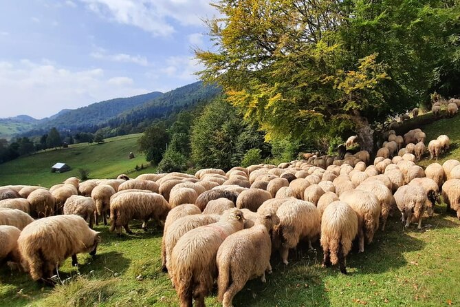 Pestera and Magura Full-Day Private Walking Tour from Brasov - Magura: wide views and a quieter pace