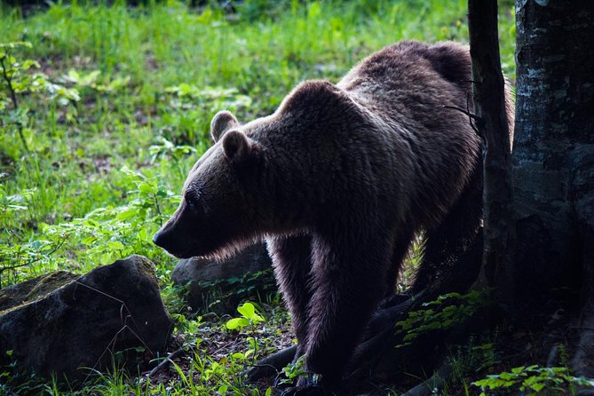 Private Brown Bear Watching Experience near Odorheiu Secuiesc - Key points before you book