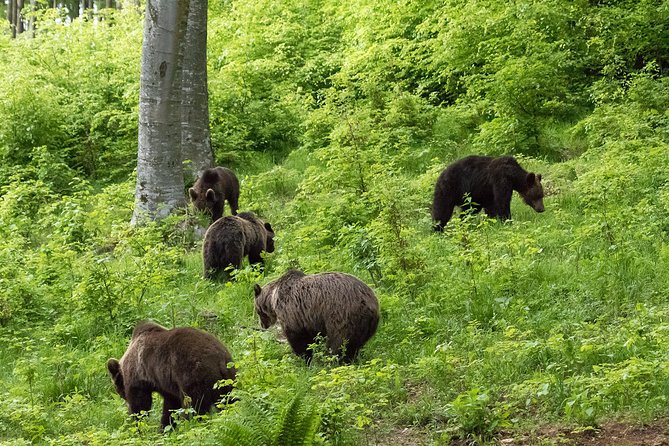 Private Brown Bear Watching Experience near Odorheiu Secuiesc - Three hours waiting for a Carpathian bear