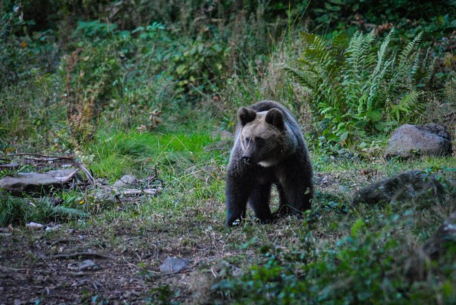 Private Brown Bear Watching Experience near Odorheiu Secuiesc - What makes the guide important