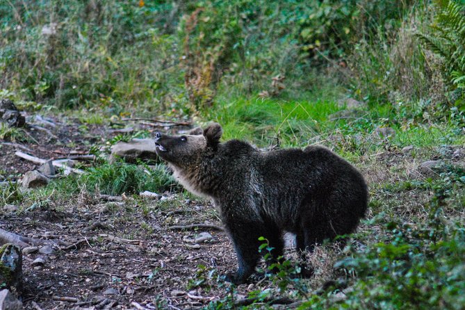 Private Brown Bear Watching Experience near Odorheiu Secuiesc - Timing, weather, and the late return