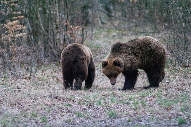 Private Brown Bear Watching Experience near Odorheiu Secuiesc - Is $82.80 good value?