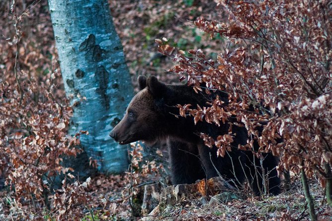 Private Brown Bear Watching Experience near Odorheiu Secuiesc - What to pack for the forest