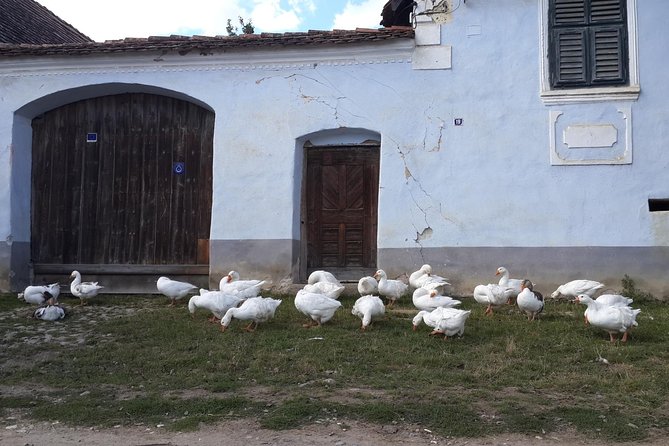 Private Day Tour Sighisoara and Viscri from Brasov with Hotel Pick Up/ Drop Off - Why this day trip makes sense from Brasov