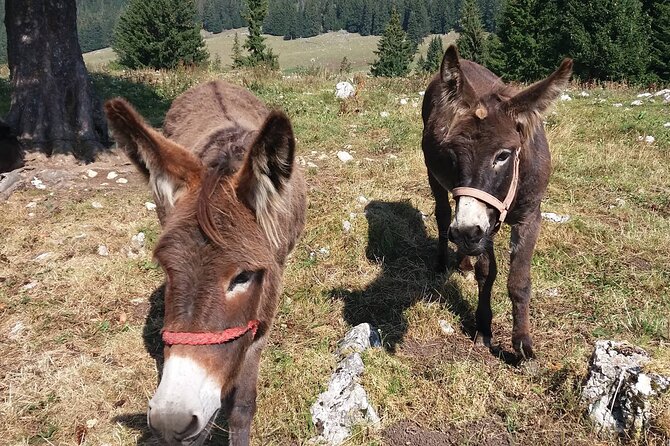 Private Full-Day Hiking Tour in Piatra Craiului National Park - Cooling off in Zărnești Gorge