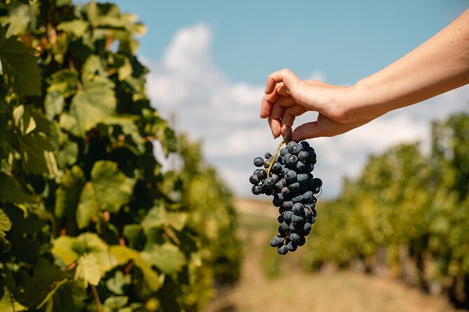 Private Tasting Expedition Along Romania’s Most Famous Wine Route - Second cellar: comparing two approaches