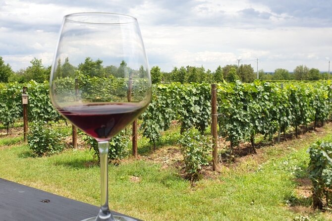 Private Wine Tasting in Cellar and the Winemaking process - Casa Timis in Chitorani: antiques, gardens, and a vineyard setting