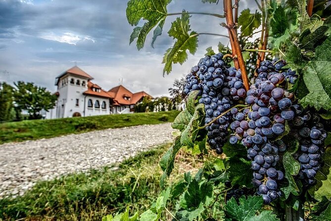 Private Wine Tasting in Cellar and the Winemaking process - The real cost: $160.75 plus tasting and lunch