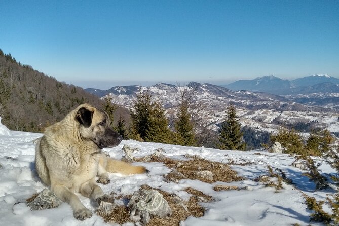 Rambling in Transylvania - Walking through Piatra Craiului country