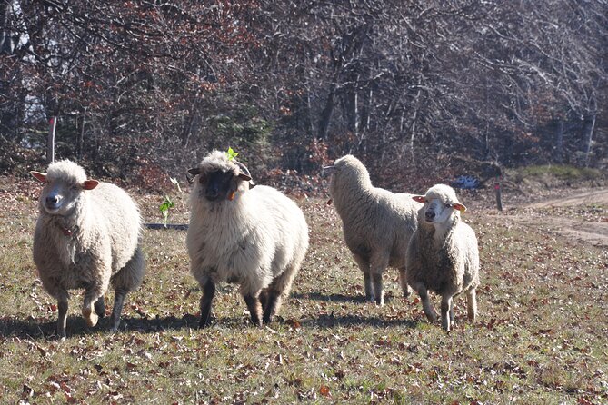 Rambling in Transylvania - Sirnea, Romania’s first tourist village