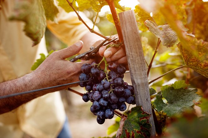 Romanian Wine Tasting - Practical booking advice for the 9:30 start