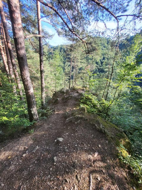 Sibiu: Cindrel Mountains Hike with Traditional Brunch - Forest trails, meadows, and Cindrel views