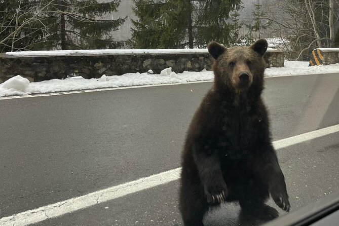 Small group max 7, Transfăgărășan the Top Gear Road - Bears, cubs, and an important point to clarify