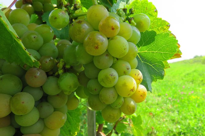The wine route by bike - The return ride and what the full day feels like