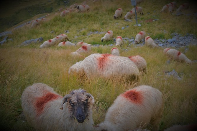Transfagarasan, Vidraru and Poenari Fortress Tour from Sibiu - What the private format really gives you