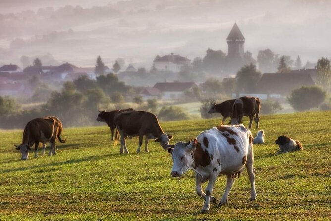 Transfer Bucharest -Brasov with Targoviste and Bran Castle visits - Bran Castle and the Dracula question