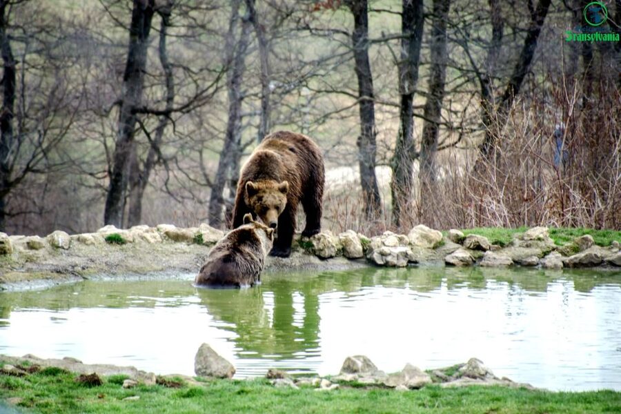 Visit Bear Sanctuary and Bran Castle from Brasov - Bran Castle, history mixed with Dracula folklore