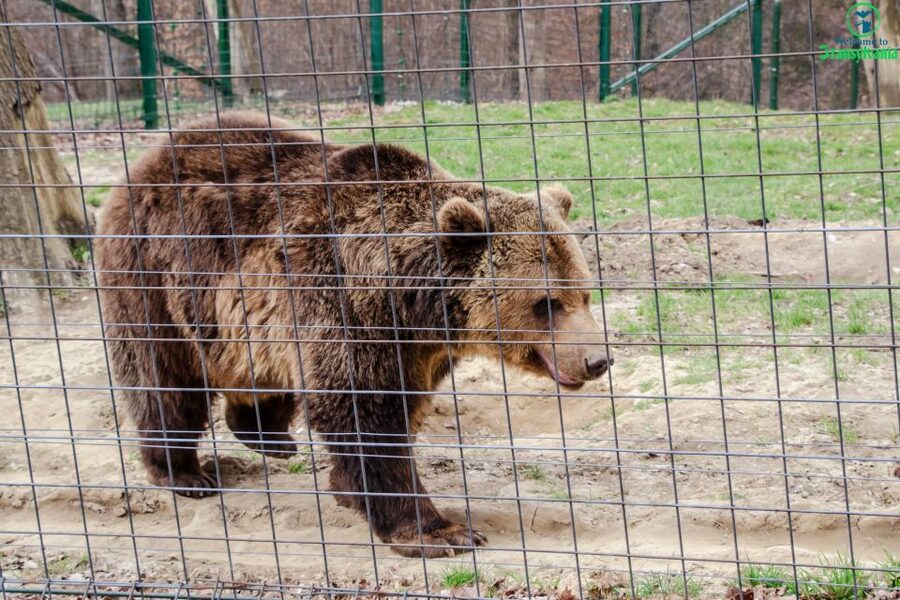 Visit Bear Sanctuary and Bran Castle from Brasov - Is $83 good value?